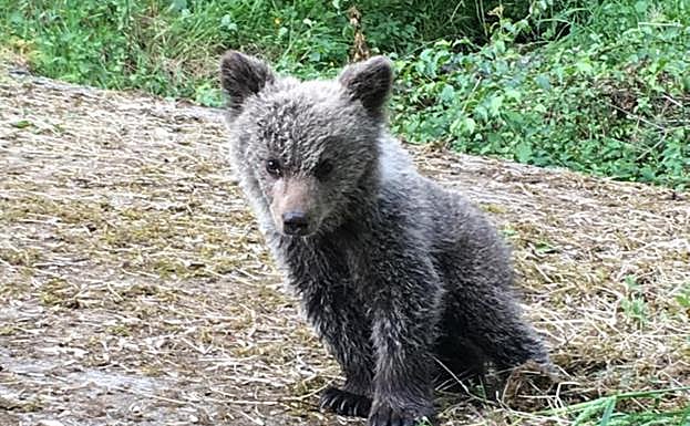 La cría de cinco meses, antes de ser atrapada para su rehabilitación. 
