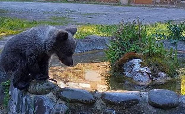 La osezna, en el estanque del centro de tratamiento El Valle. 