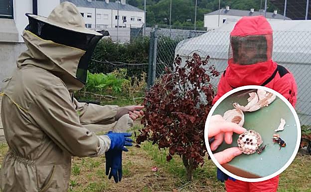 A la derecha, la abeja reina junto a una obrera y sus larvas. 