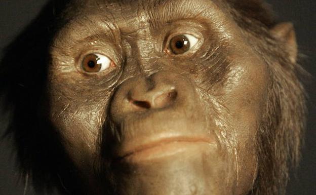 La reconstrucción en tres dimensiones de Lucy, la Austrolopithecus afarensis. 