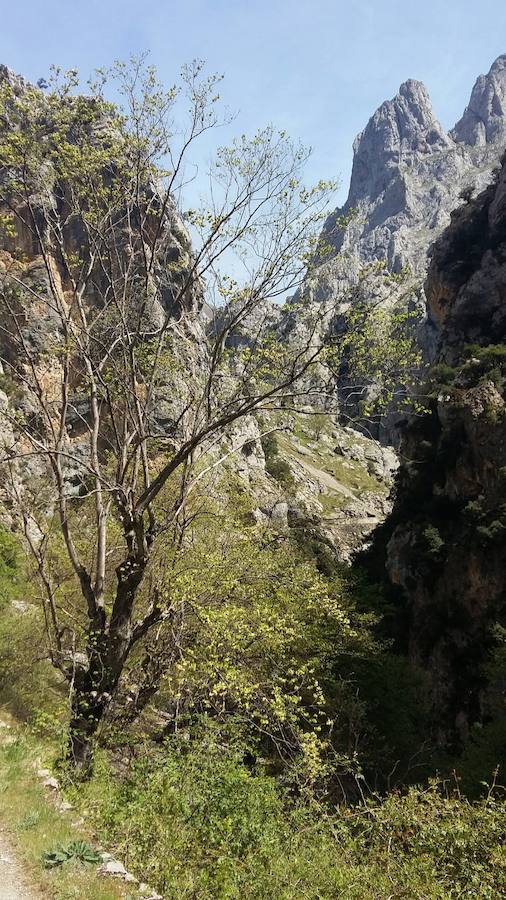 Unas espectaculares imágenes que reflejan a la perfección la belleza de esta senda que discurre a través de los Picos de Europa.