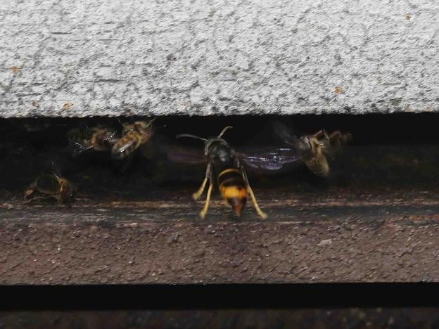 Una avispa asiática, a punto de atacar a varias abejas en un panal del Aula de la Miel de Alles. 
