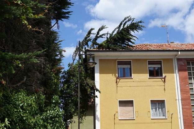 Árbol caído sobre el edificio del barrio de Bustillo, en Llanes. 