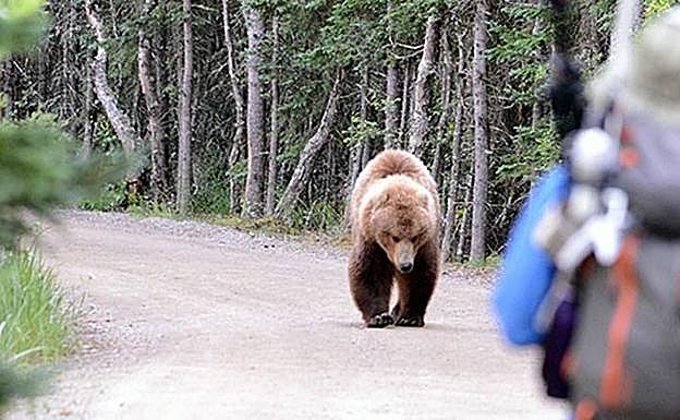 664 ataques de oso pardo a seres humanos entre 2000 y 2015