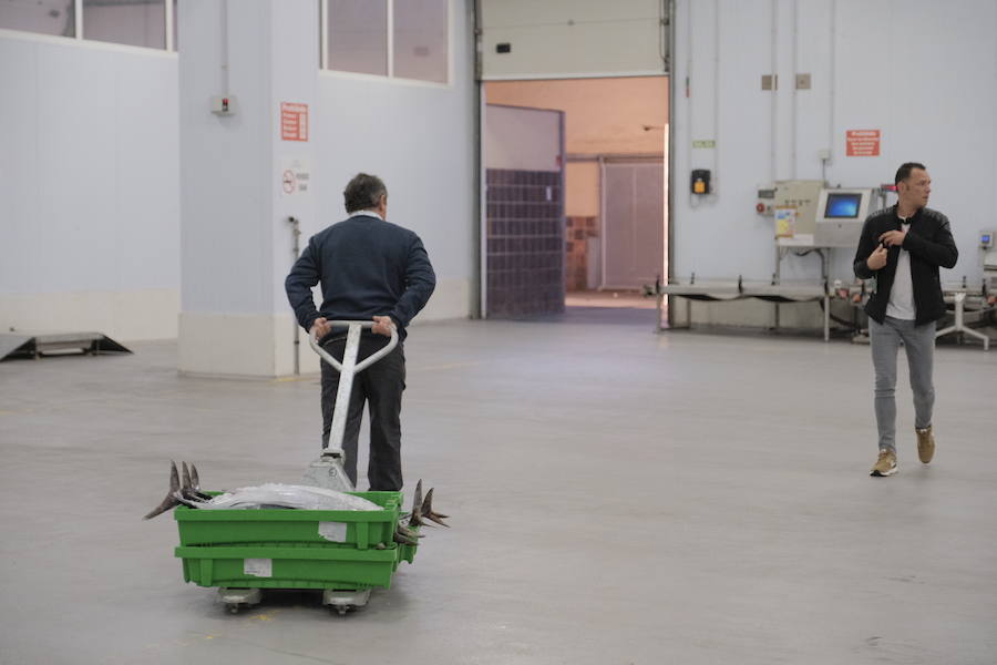 La Lonja comienza hoy la temporada de bonito con al subasta de 7.000 kilos del Atlántico
