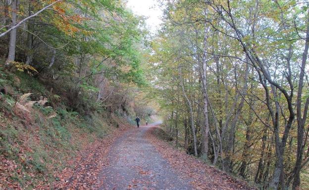 Pista por el Bosque Peloño.