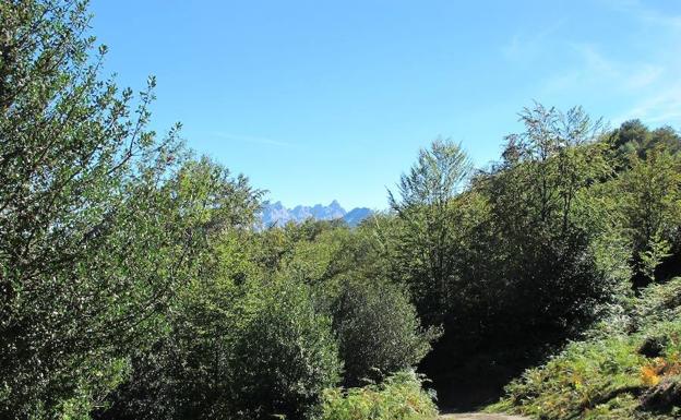 Pista por el Bosque Peloño. Al fondo los Picos de Europa.