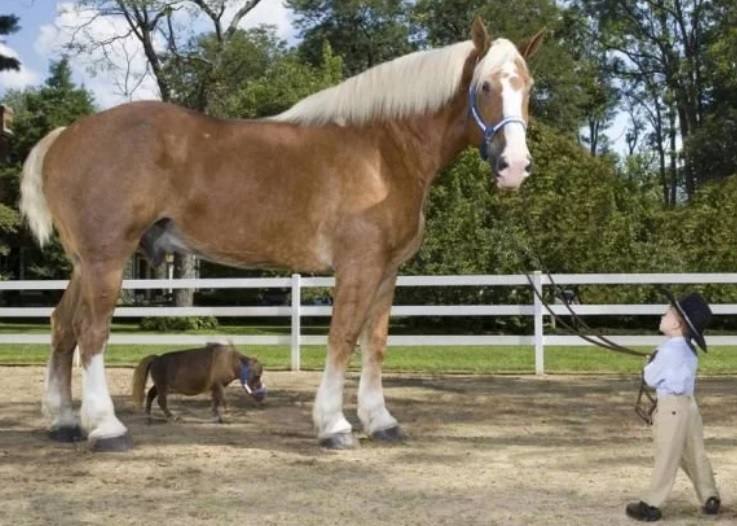 El caballo adulto más pequeño tiene una altura de 44,5 centímetros. 