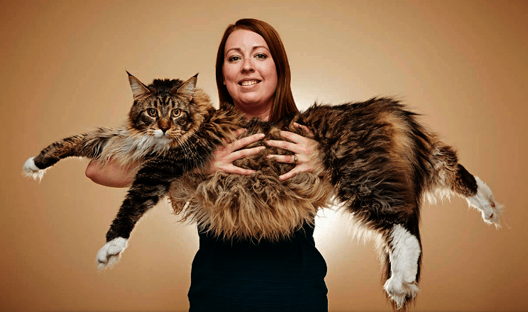 Ludo, con sus 118,33 centímetros, consiguió sumarse al Libro de los Guinness como el gasto más largo.