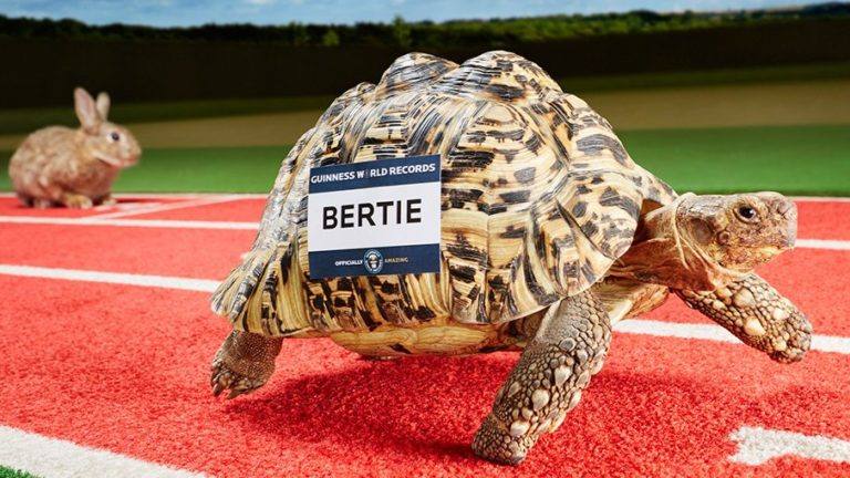 Pese a ser uno de los animales más lentos que se conocen, Bertie consiguió el récord de ser la tortuga más rápida del mundo. Consiguió recorrer una distancia de 0,28 m/s.