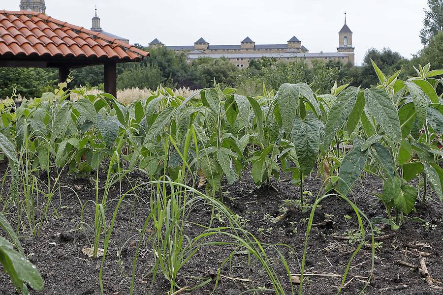 El Botánico dedica el Solsticio de Verano a 'La Cosecha' con un completo programa de actividades
