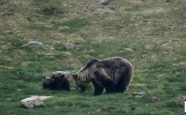 Los oseznos jugando en presencia de su madre.