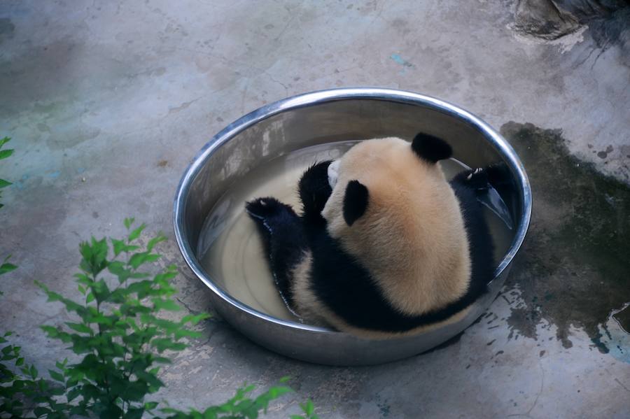 Un oso panda en un zoo de China.