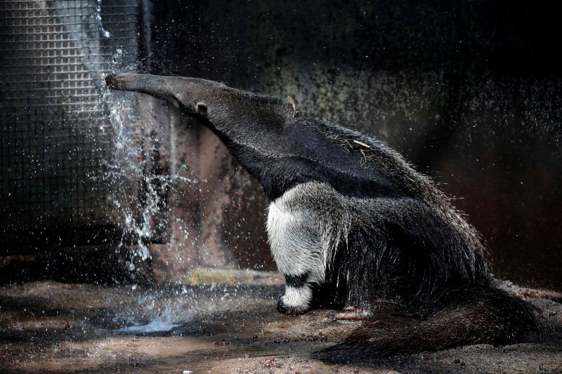 Fotos: Mil maneras de combatir el calor