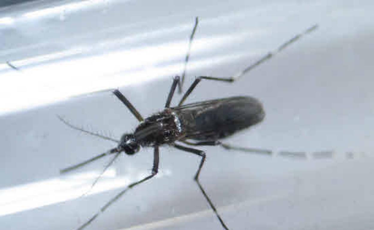 Burkina Faso libera sus primeros mosquitos transgénicos para combatir la malaria