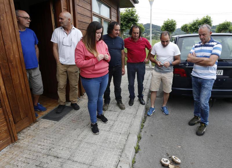 Asturias es la primera región en utilizar material pirotécnico para acabar con los nidos de las avispas. Este sistema permitirá eliminar por completo tanto la colonia como el nido y es menos dañino para el medio ambiente.