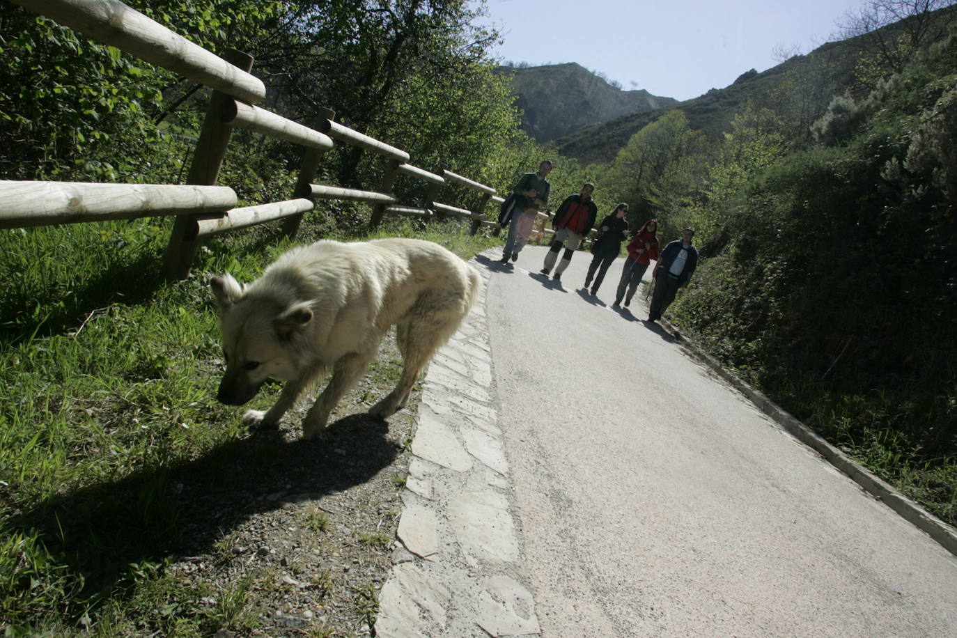 La Ruta del Alba es una de las más conocidas de Asturias. Declarada Monumento Natural, esta pista, principalmente ganadera, se encuentra en el fondo de un valle y discurre junto al río Alba o Llaímo. La ruta de 6,2 kilómetros, comienza en la localidad de Soto de Agues y está catalogada con un grado de dificultad baja, por lo que resulta ideal para ir con niños.