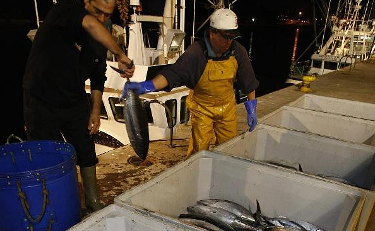 Pescadores descargan bonito en la lonja de Avilés durante una costera. 