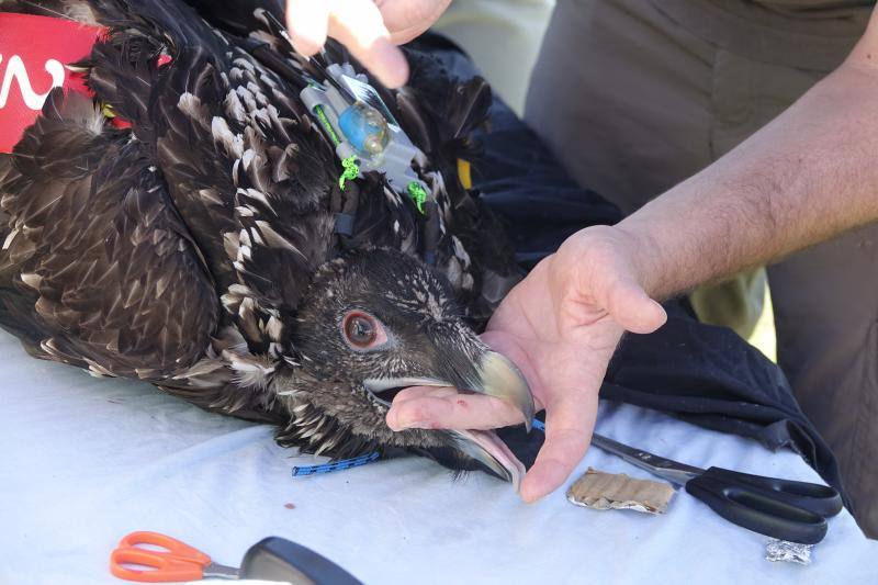 Fotos: &#039;Hugo&#039; ya vuela en los Picos