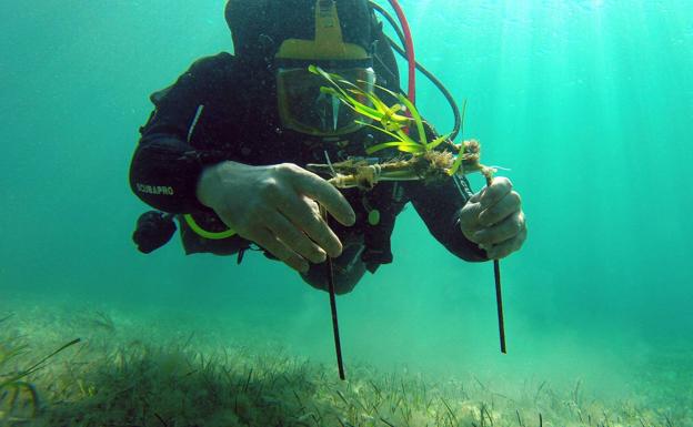 Un buzo replanta un rizoma de posidonia en la Bahía de Pollensa (Mallorca).