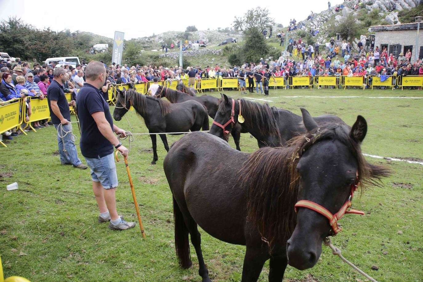 La popular fiesta del Asturcón, que se celebra todos los años en Piloña el tercer sábado de agosto, acaba de ser declarada festejo de Interés Turístico Nacional. De esta manera se convierte en la séptima celebración asturiana con esta distinción.