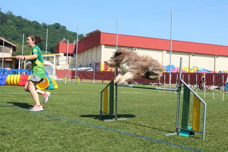 Fotos: Cangas de Onís acoge a la élite canina