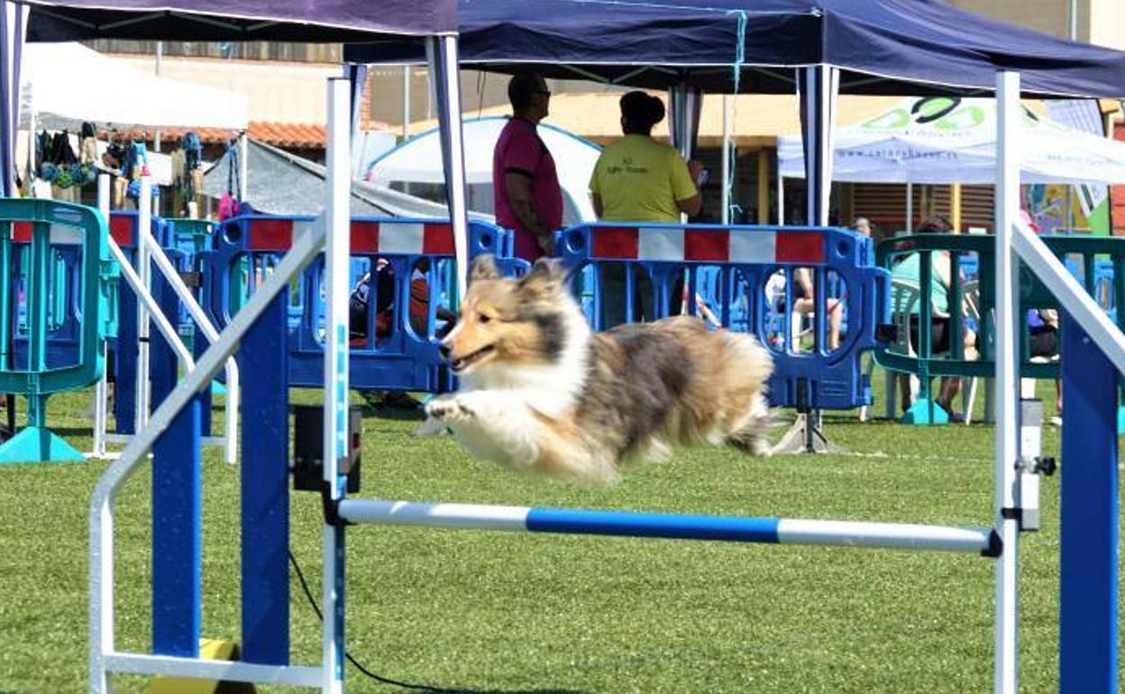 La élite canina se reúne en Cangas