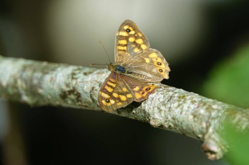 Ponga está considerado un auténtico paraíso para los amantes de la naturaleza. Destacan sus cumbres, como Tiatordos o Sobanciu; pueblos como Beleñu, Cainaba o Sobrefoz, sin olvidarnos de su fauna. 