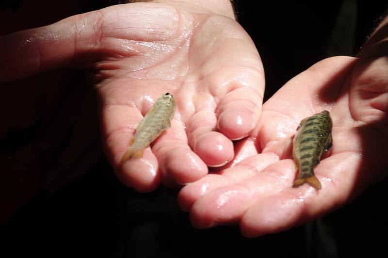 Ponga está considerado un auténtico paraíso para los amantes de la naturaleza. Destacan sus cumbres, como Tiatordos o Sobanciu; pueblos como Beleñu, Cainaba o Sobrefoz, sin olvidarnos de su fauna. 