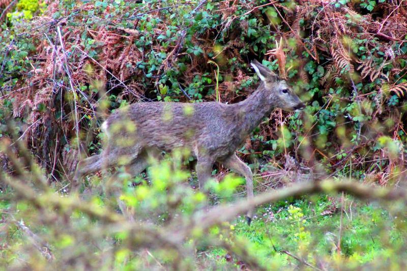 Ponga está considerado un auténtico paraíso para los amantes de la naturaleza. Destacan sus cumbres, como Tiatordos o Sobanciu; pueblos como Beleñu, Cainaba o Sobrefoz, sin olvidarnos de su fauna. 