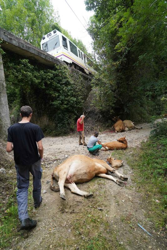 El suceso se produjo entre las localidades de Celorio y Poo al chocar el convoy con unas cinco vacas que invadieron las vías, lo que provocó su descarrilamiento, según confirman desde Renfe. En el tren viajaban 25 pasajeros, el maquinista y un interventor y ninguno de ellos ha resultado herido. El grupo ha tenido que ser evacuado por las propias vías para continuar su trayecto por carretera.