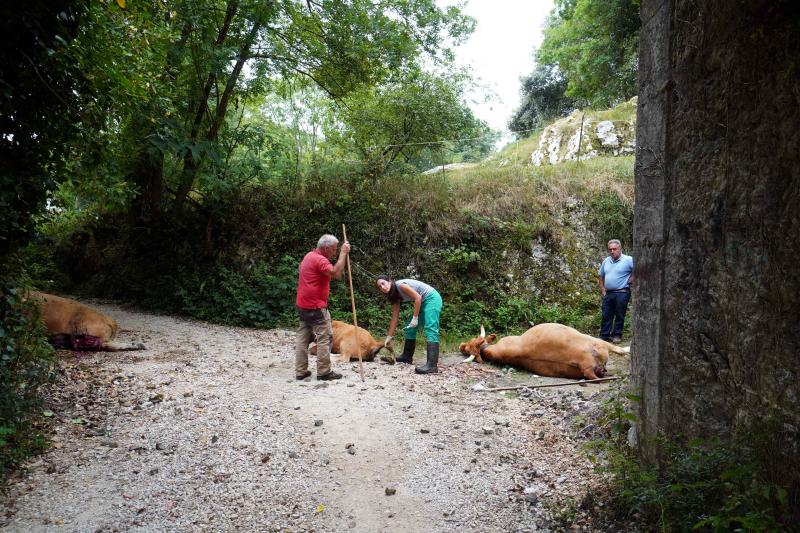 El suceso se produjo entre las localidades de Celorio y Poo al chocar el convoy con unas cinco vacas que invadieron las vías, lo que provocó su descarrilamiento, según confirman desde Renfe. En el tren viajaban 25 pasajeros, el maquinista y un interventor y ninguno de ellos ha resultado herido. El grupo ha tenido que ser evacuado por las propias vías para continuar su trayecto por carretera.