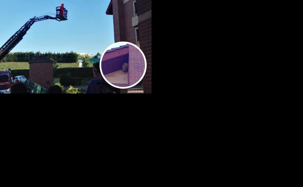 Retiran un nido de avispa asiática en una urbanización de Viesques