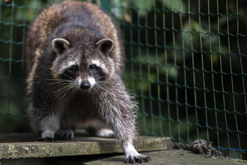 El zoológico El Bosque, situado en Oviedo, cuenta con 80 especies animales y más de 200 ejemplares con historias conmovedoras.