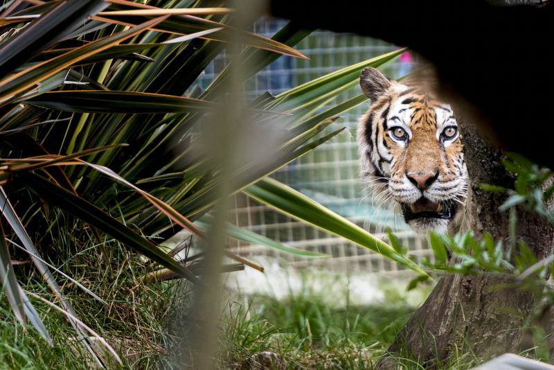 El zoológico El Bosque, situado en Oviedo, cuenta con 80 especies animales y más de 200 ejemplares con historias conmovedoras.