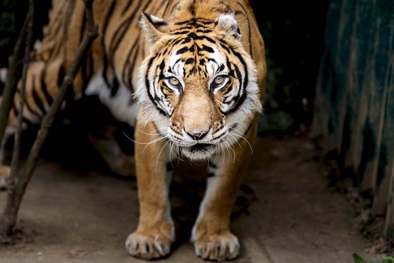 El zoológico El Bosque, situado en Oviedo, cuenta con 80 especies animales y más de 200 ejemplares con historias conmovedoras.