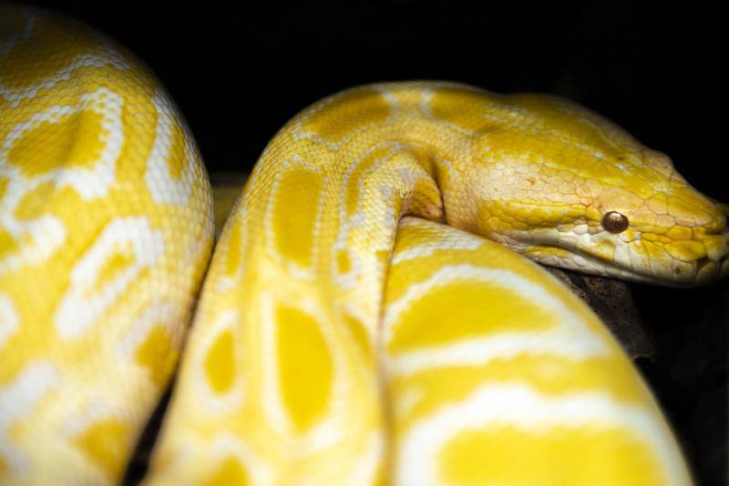 El zoológico El Bosque, situado en Oviedo, cuenta con 80 especies animales y más de 200 ejemplares con historias conmovedoras.