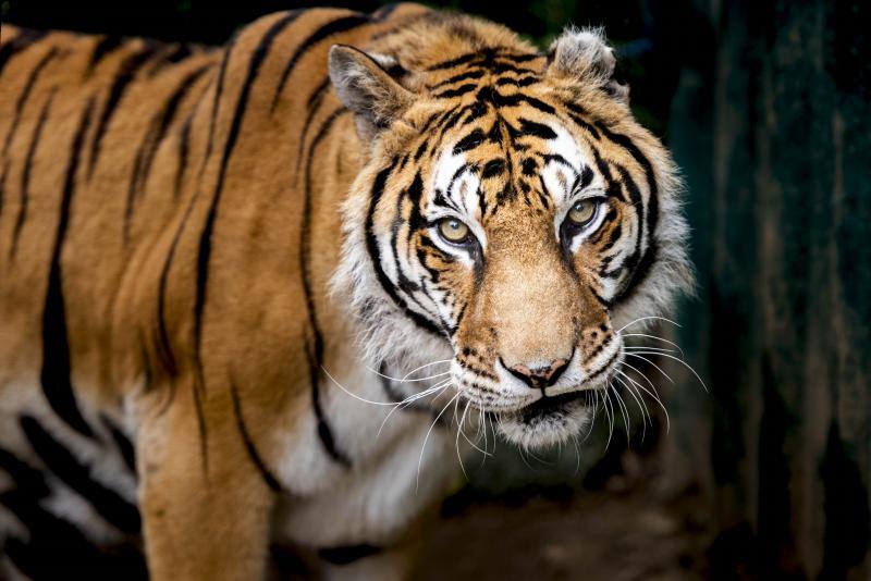 El zoológico El Bosque, situado en Oviedo, cuenta con 80 especies animales y más de 200 ejemplares con historias conmovedoras.