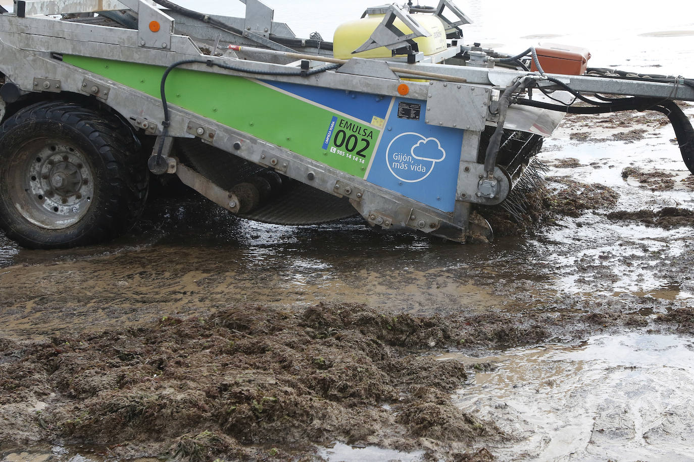 El principal arenal gijonés despertó cubierto de ocle, una imagen casi habitual para paseantes y bañistas. Emulsa se encarga cada día de la limpieza y recogida de todo lo acumulado.