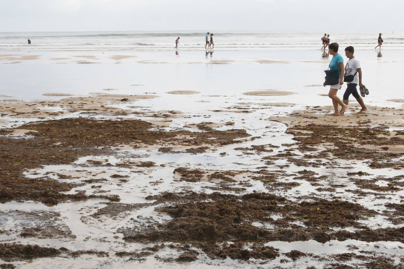 El principal arenal gijonés despertó cubierto de ocle, una imagen casi habitual para paseantes y bañistas. Emulsa se encarga cada día de la limpieza y recogida de todo lo acumulado.