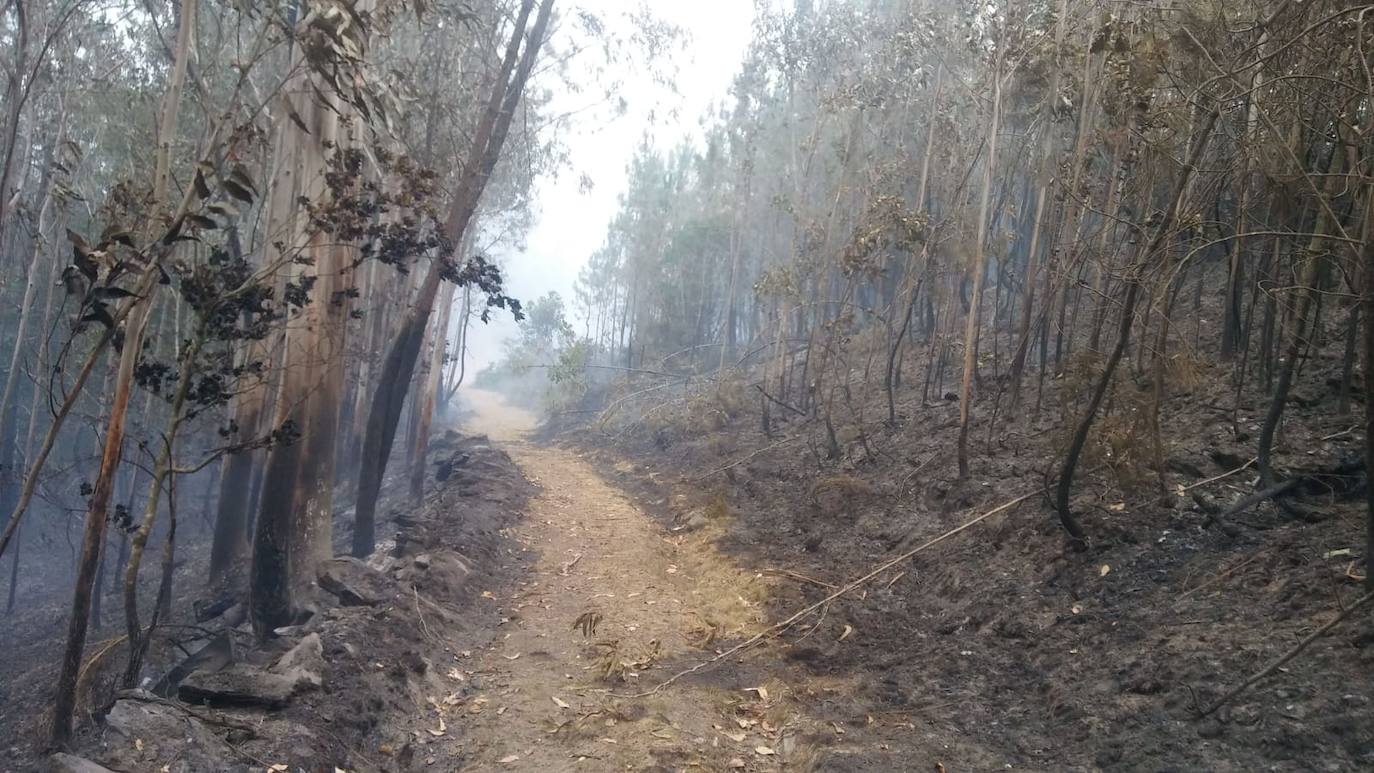 Las llamas continúan calcinando el pinar de Pendia, en Boal. El fuego se inició ayer a las 15.40 horas.