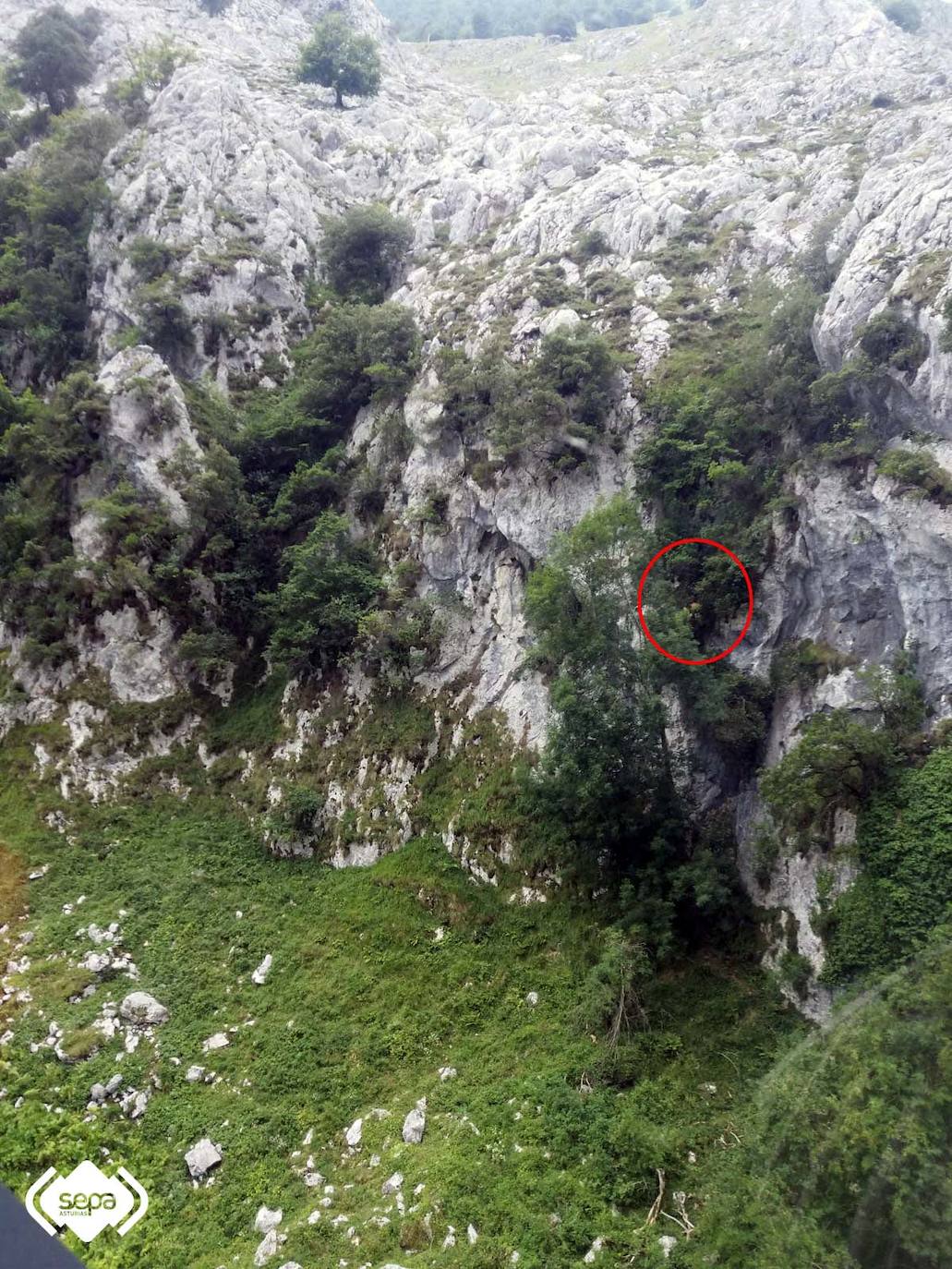 El Grupo de Rescate de Bomberos del SEPA ha rescatado ileso a un montañero de 23 años que se precipitó unos treinta metros cuando realizaba la ruta del Cares en la zona de la canal de Sabugo, en Cabrales. El hombre quedó colgado de un árbol y tardaron tres horas en localizarlo.