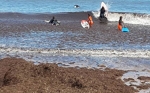 Playa España | Los surfistas comparten olas con las algas .