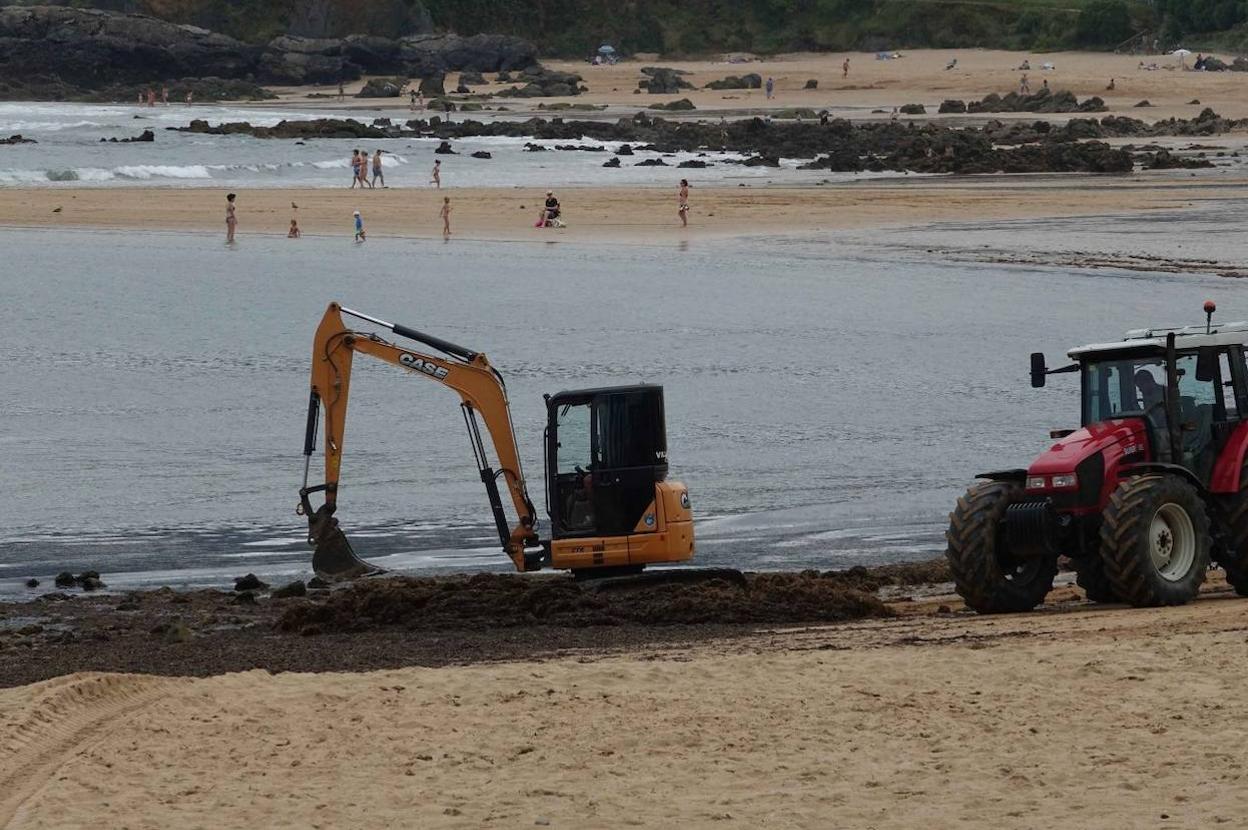 La Isla. Las máquinas retiran más de 300 toneladas de ocle que se había acumulado en la orilla del arenal de Colunga. 