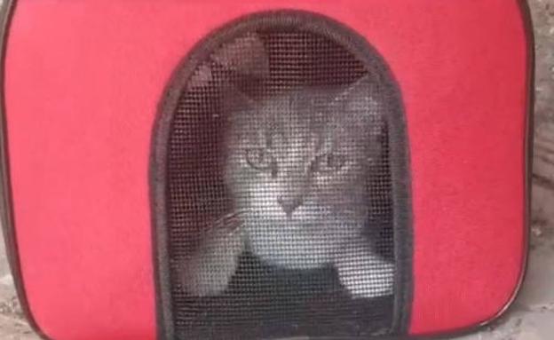 Abandonan a un gato en su transportín bajo un tendejón en Olloniego
