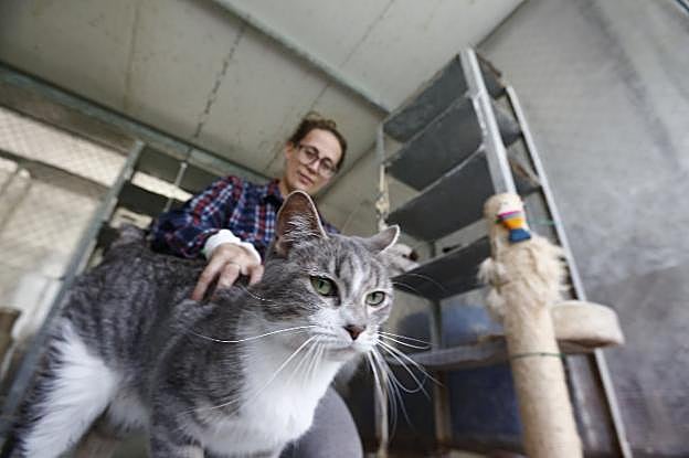 'Elena', la gata abandonada, en el Albergue. 