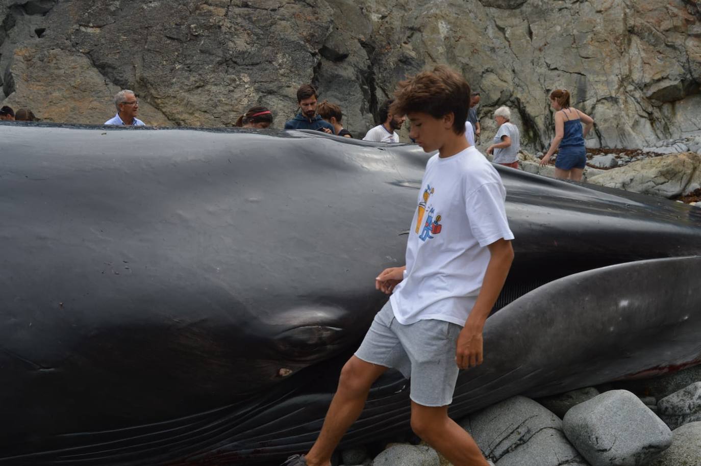 El cetáceo apareció varado al este de la cala del Figo, muy cerca de la parroquia de Salave. Aunque llegó viva a la costa asturiana, acabó falleciendo. Su cuerpo será trasladado a a las instalaciones de Cogersa, donde se le practicará una necropsia con la que esclarecer las causas de su fallecimiento.