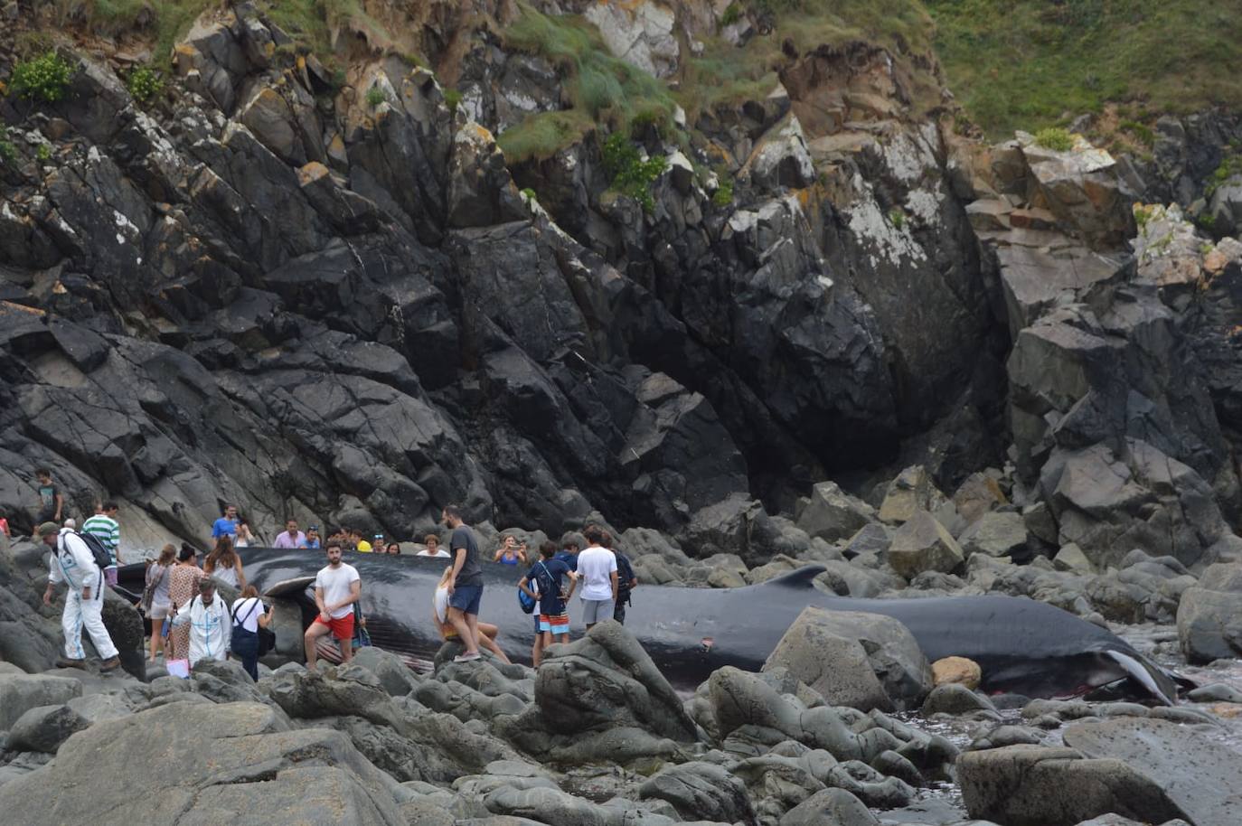 El cetáceo apareció varado al este de la cala del Figo, muy cerca de la parroquia de Salave. Aunque llegó viva a la costa asturiana, acabó falleciendo. Su cuerpo será trasladado a a las instalaciones de Cogersa, donde se le practicará una necropsia con la que esclarecer las causas de su fallecimiento.