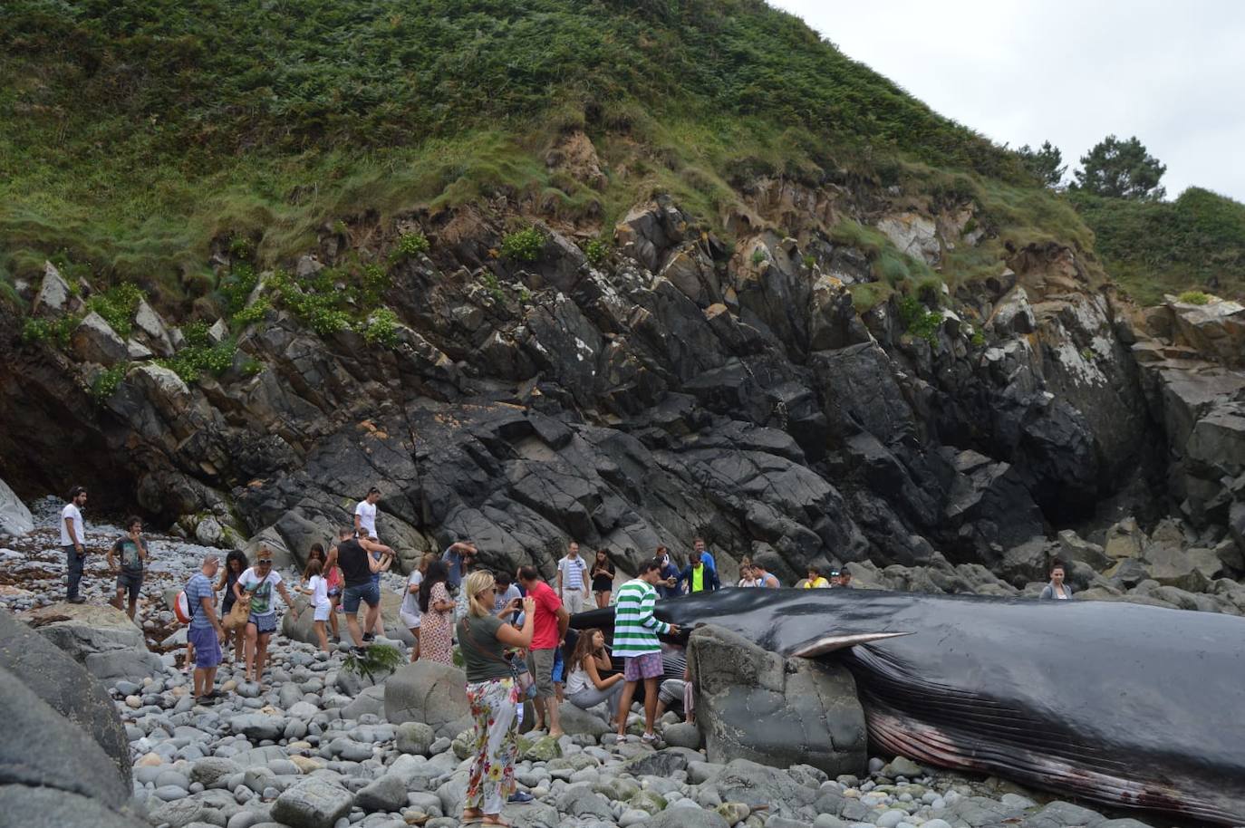 El cetáceo apareció varado al este de la cala del Figo, muy cerca de la parroquia de Salave. Aunque llegó viva a la costa asturiana, acabó falleciendo. Su cuerpo será trasladado a a las instalaciones de Cogersa, donde se le practicará una necropsia con la que esclarecer las causas de su fallecimiento.