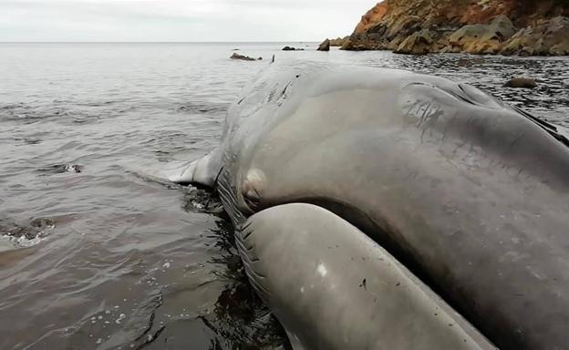 Imagen. Hallan una ballena de más de 16 metros en la costa de Tapia